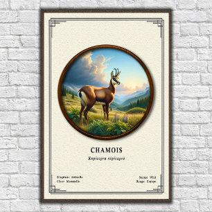 Póster Serie de Zoología de la Gamuza