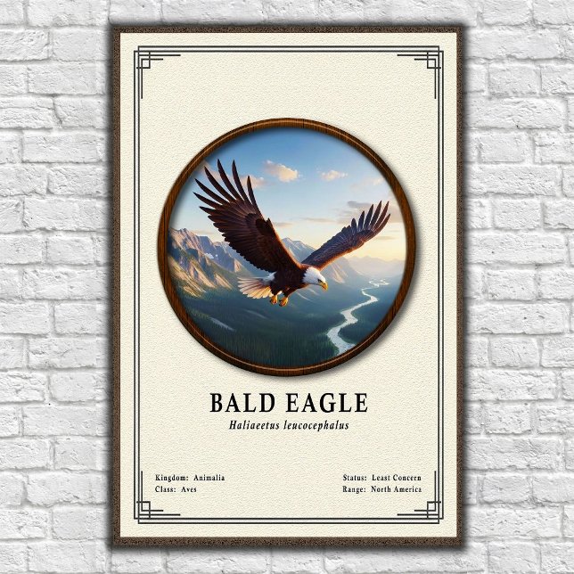 Póster Serie de Zoología del Águila Calva (Subido por el creador)