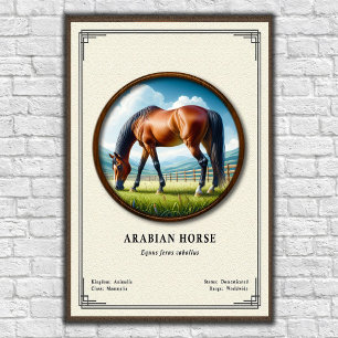 Póster Serie de Zoología del Caballo Árabe