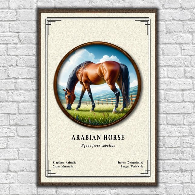Póster Serie de Zoología del Caballo Árabe (Subido por el creador)