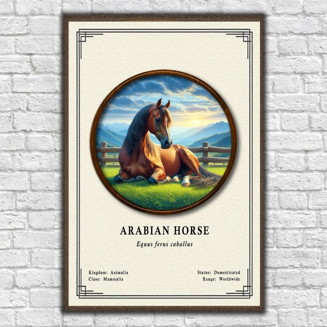 Póster Serie de Zoología del Caballo Árabe (Subido por el creador)