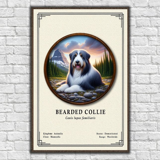 Póster Serie de Zoología del Collie Barbudo (Subido por el creador)