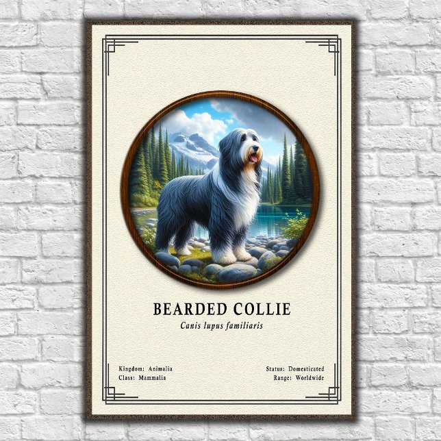 Póster Serie de Zoología del Collie Barbudo (Subido por el creador)
