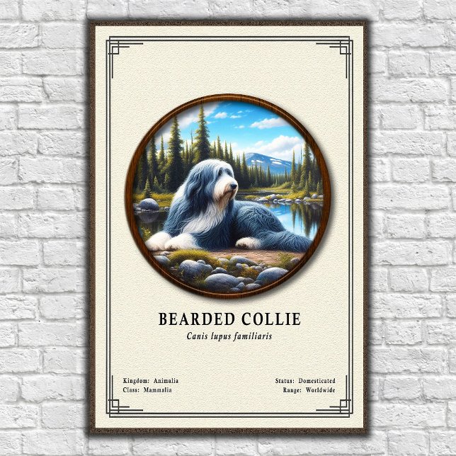 Póster Serie de Zoología del Collie Barbudo (Subido por el creador)