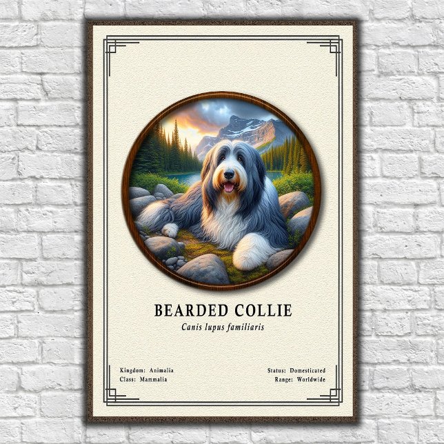 Póster Serie de Zoología del Collie Barbudo (Subido por el creador)