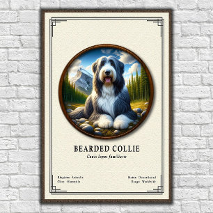 Póster Serie de Zoología del Collie Barbudo