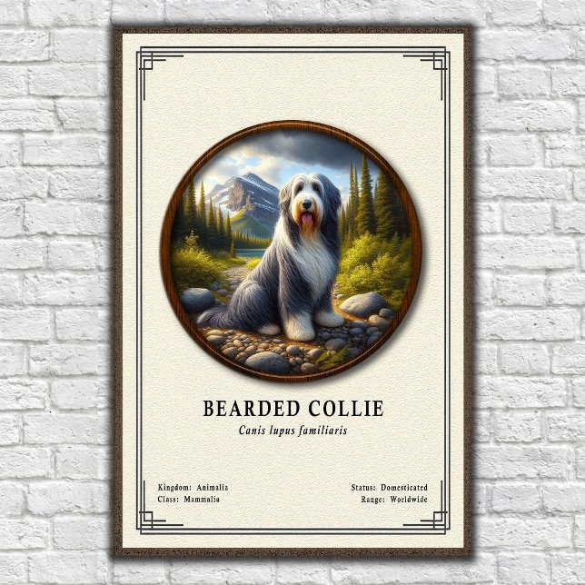 Póster Serie de Zoología del Collie Barbudo (Subido por el creador)