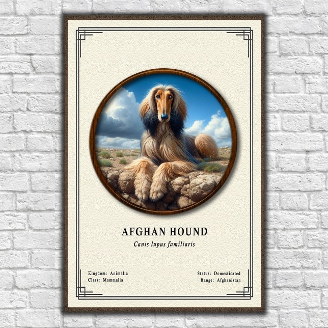 Póster Serie de Zoología del Lebrel Afgano (Subido por el creador)
