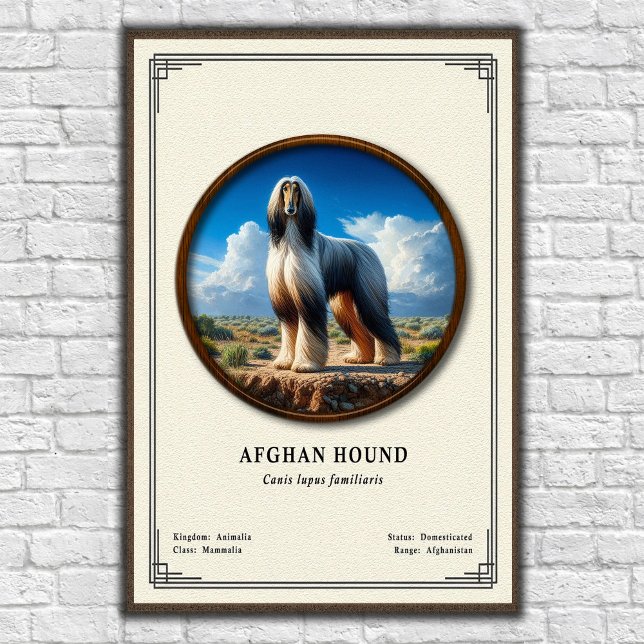 Póster Serie de Zoología del Lebrel Afgano (Subido por el creador)