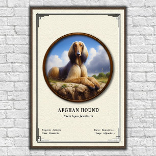 Póster Serie de Zoología del Lebrel Afgano