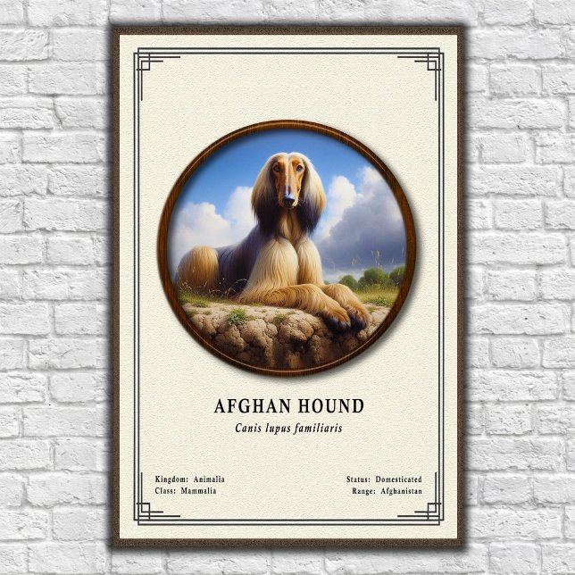Póster Serie de Zoología del Lebrel Afgano (Subido por el creador)