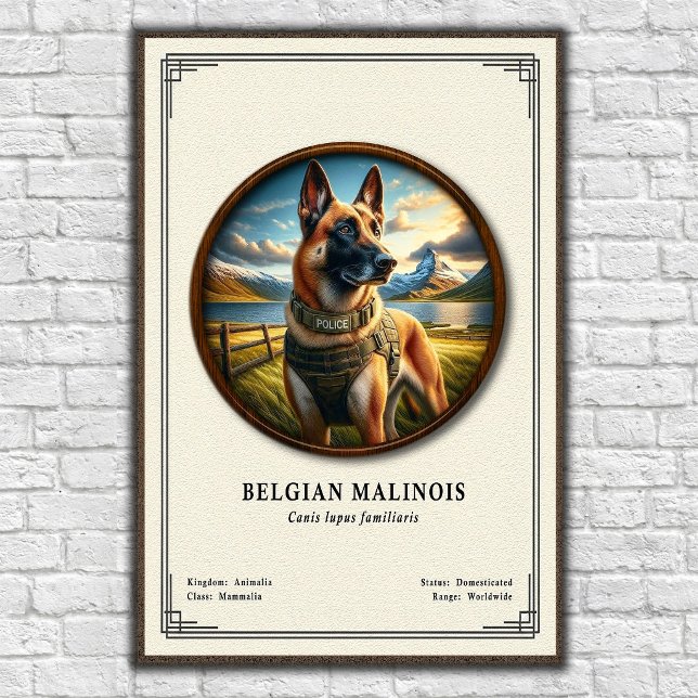 Póster Serie de Zoología del Malinois Belga (Subido por el creador)