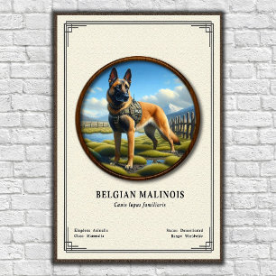 Póster Serie de Zoología del Malinois Belga