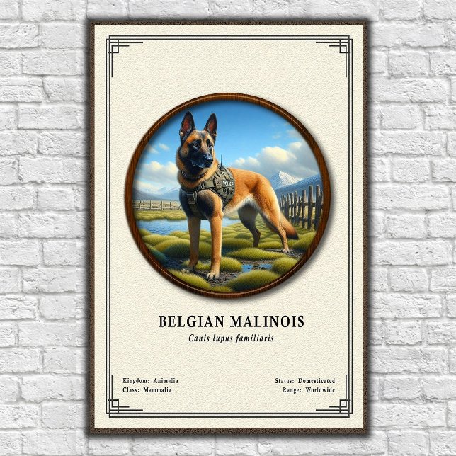 Póster Serie de Zoología del Malinois Belga (Subido por el creador)