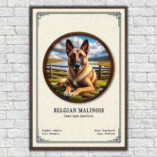Póster Serie de Zoología del Malinois Belga