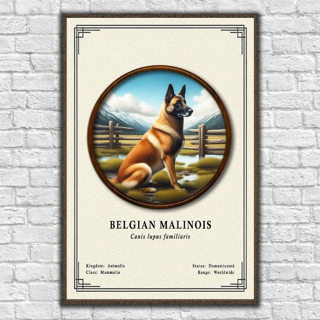 Póster Serie de Zoología del Malinois Belga (Subido por el creador)