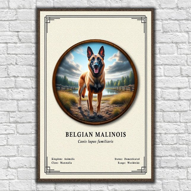 Póster Serie de Zoología del Malinois Belga (Subido por el creador)