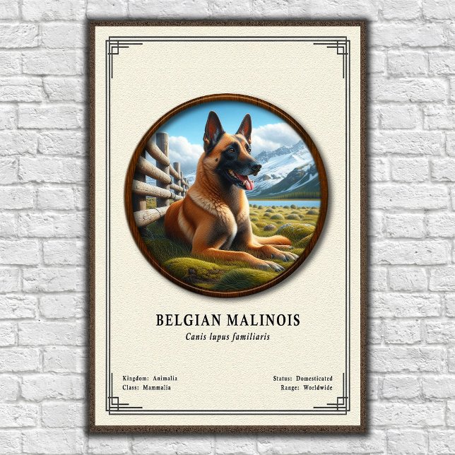 Póster Serie de Zoología del Malinois Belga (Subido por el creador)