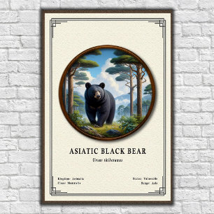 Póster Serie de Zoología del Oso Negro Asiático