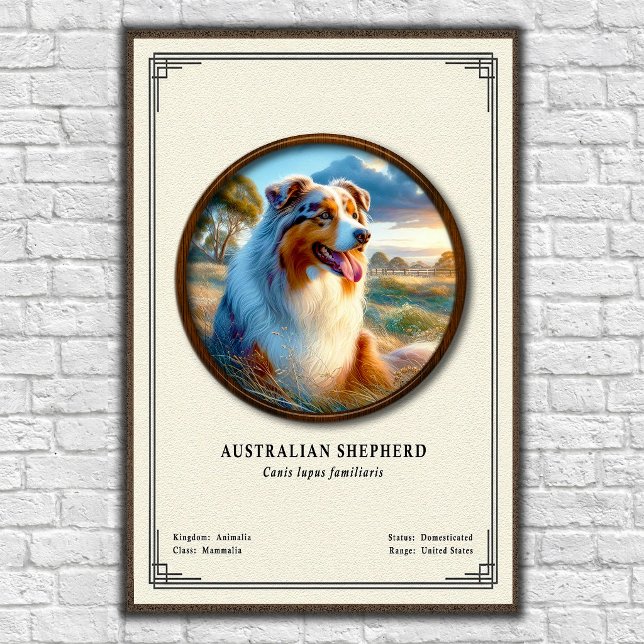 Póster Serie de Zoología del Pastor Australiano (Subido por el creador)