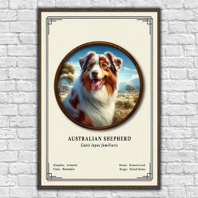 Póster Serie de Zoología del Pastor Australiano (Subido por el creador)