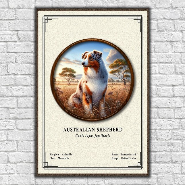 Póster Serie de Zoología del Pastor Australiano (Subido por el creador)