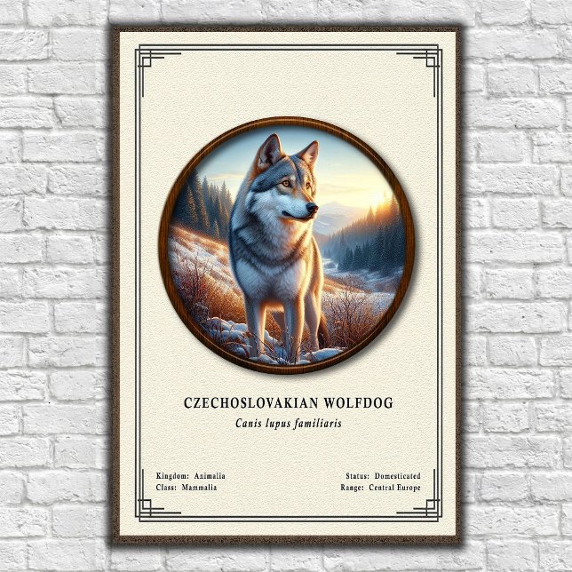 Póster Serie de Zoología del Perro Lobo Checoslovaco (Subido por el creador)