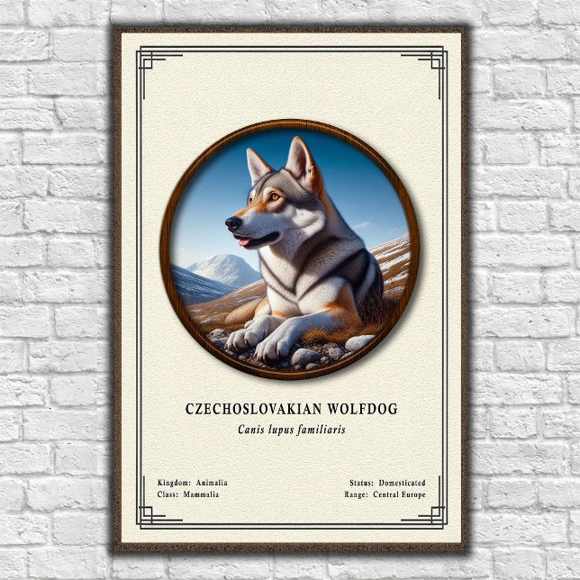 Póster Serie de Zoología del Perro Lobo Checoslovaco (Subido por el creador)