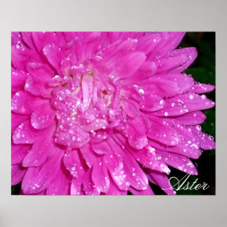 Póster Serie Floral: Asteraceae