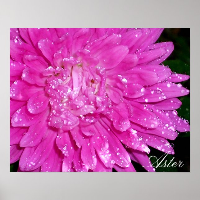 Póster Serie Floral: Asteraceae (Frente)