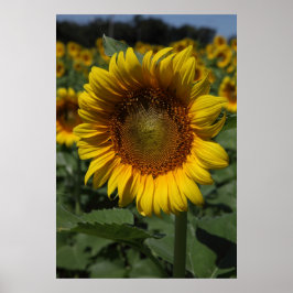 Póster Serie girasol 09