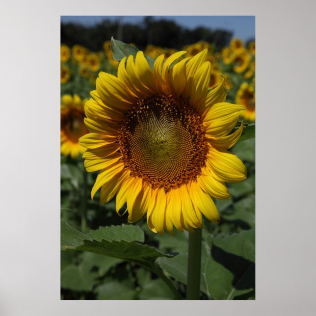 Póster Serie girasol 09 (Frente)