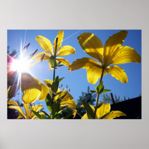 Póster Serie Lilies 4 de Verano