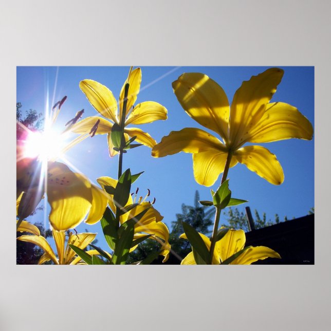 Póster Serie Lilies 4 de Verano (Frente)
