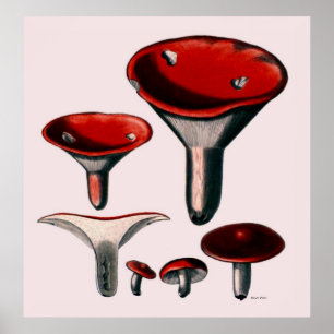 Póster Serie Poster De Hongos Primero De Ocho