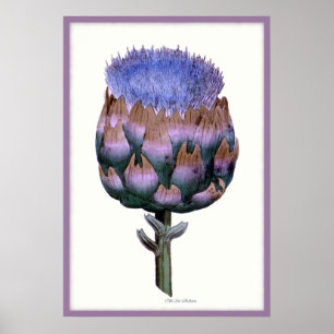 Póster Serie William Woodville ~ Scotch Thistle