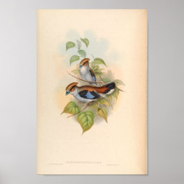 Póster Serilophus Lunatus Vintage Bird De Asia