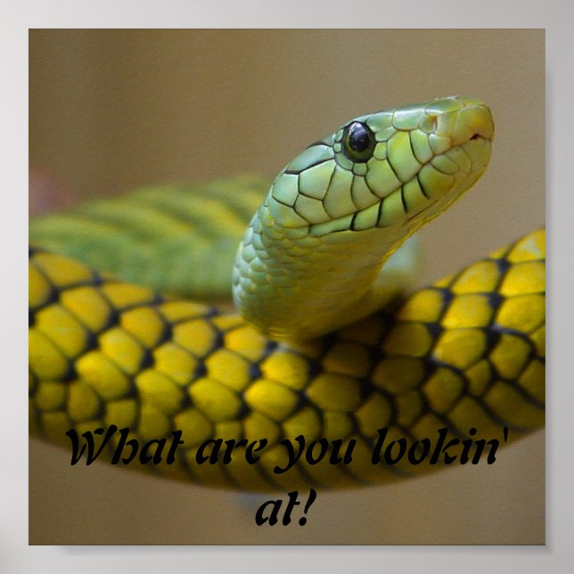 Póster Serpiente (Frente)