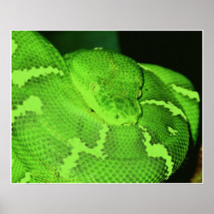 Póster serpiente