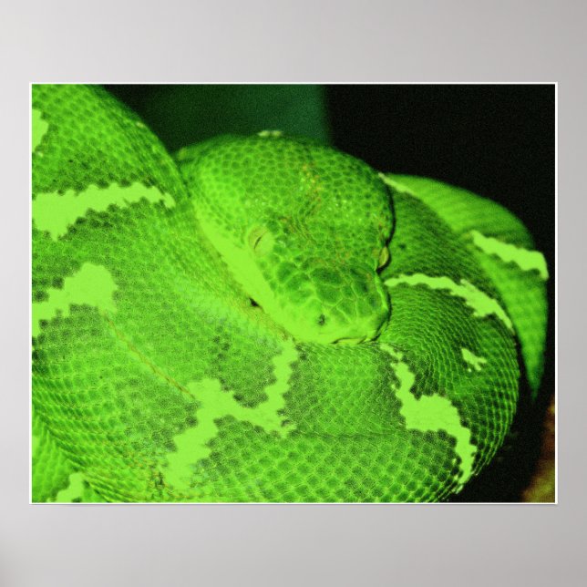 Póster serpiente (Frente)