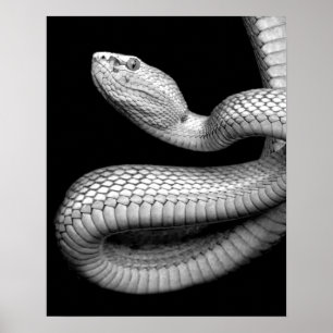 Póster Serpiente