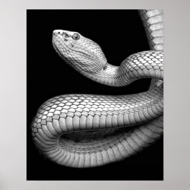 Póster Serpiente (Frente)