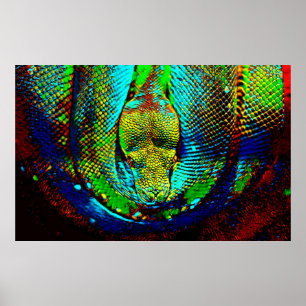 Póster Serpiente arcoiris