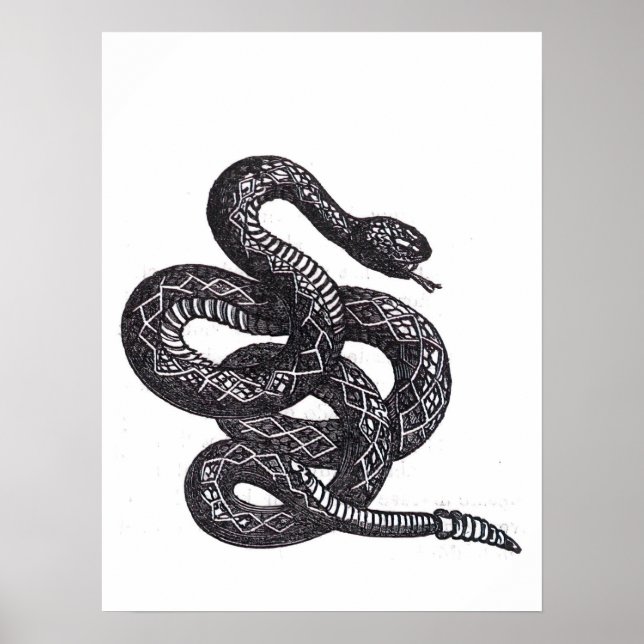 Póster Serpiente Crotalus Cascavella (Víbora de Fosa Vene (Frente)