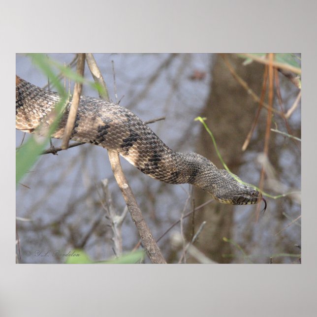 Póster Serpiente de agua (Frente)