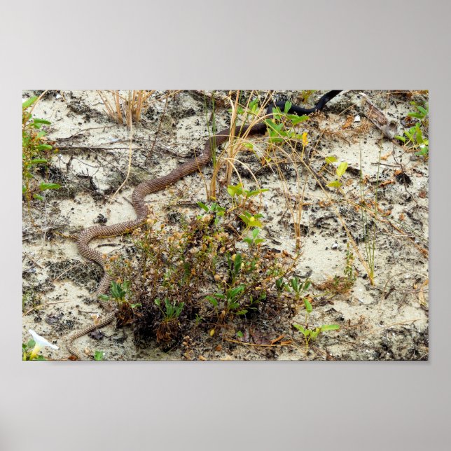 Póster Serpiente de bacaladilla (Frente)