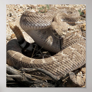 Póster Serpiente de cascabel de Arizona Diamondback
