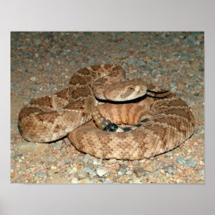 Póster Serpiente de cascabel de Diamondback occidental