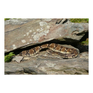 Póster Serpiente de cascabel en el Parque Nacional Shenan