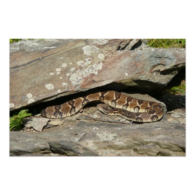 Póster Serpiente de cascabel en el Parque Nacional Shenan (Anverso)
